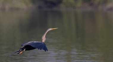 Oriental Darter or Indian snake bird (Anhinga melanogaster) in flight over the river.