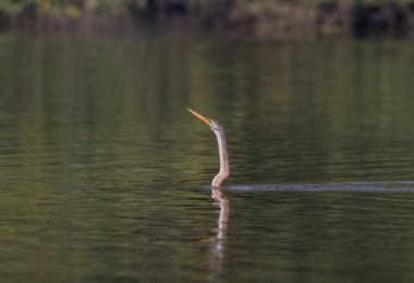 Doğu Darter veya Hint yılan kuşu (Anhinga melanogaster) su gövdesinde balık yakalar.