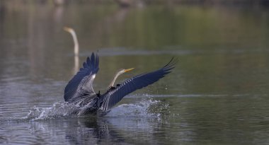 Oriental Darter or Indian snake bird (Anhinga melanogaster) in flight over the river.