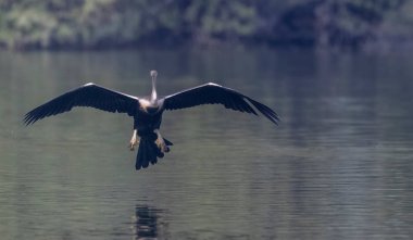 Oriental Darter or Indian snake bird (Anhinga melanogaster) in flight over the river.