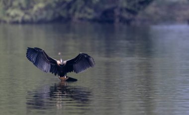 Oriental Darter or Indian snake bird (Anhinga melanogaster) in flight over the river.