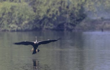 Oriental Darter or Indian snake bird (Anhinga melanogaster) in flight over the river.