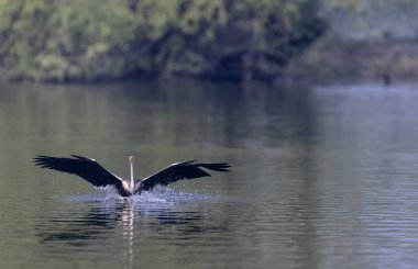 Oriental Darter or Indian snake bird (Anhinga melanogaster) in flight over the river.