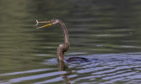 Восточная Тёмная Индийская Змея Anhinga Melanogaster Ловит Рыбу Водоёме — стоковое фото