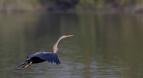 Oriental Darter Indian Snake Bird Anhinga Melanogaster Flight River — Stockfoto