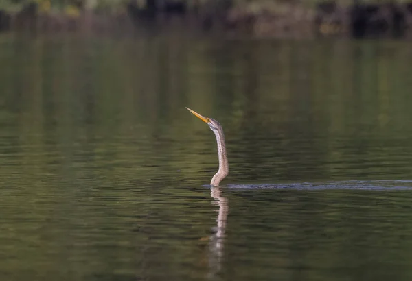 Orientalischer Darter Oder Indischer Schlangenvogel Anhinga Melanogaster Der Fische Gewässer — Stockfoto