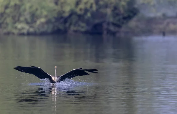 Oriental Darter Indian Snake Bird Anhinga Melanogaster Flight River — Stockfoto