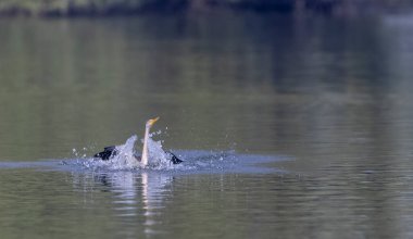 Oriental Darter or Indian snake bird (Anhinga melanogaster) in flight over the river.