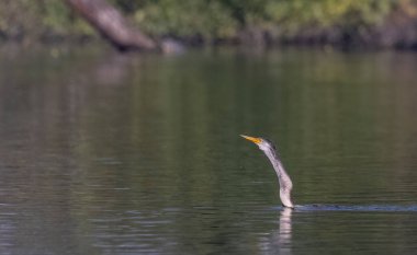 Doğu Darter veya Hint yılan kuşu (Anhinga melanogaster) su gövdesinde balık yakalar.