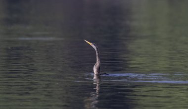 Doğu Darter veya Hint yılan kuşu (Anhinga melanogaster) su gövdesinde balık yakalar.