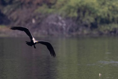 Oriental Darter or Indian snake bird (Anhinga melanogaster) in flight over the river.