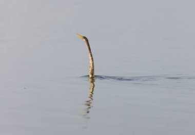 Doğu Darter veya Hint yılan kuşu (Anhinga melanogaster) su gövdesinde balık yakalar.
