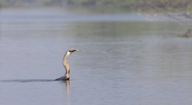 Doğu Darter veya Hint yılan kuşu (Anhinga melanogaster) su gövdesinde balık yakalar.