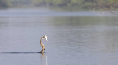 Doğu Darter veya Hint yılan kuşu (Anhinga melanogaster) su gövdesinde balık yakalar.