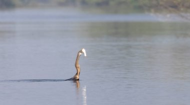 Doğu Darter veya Hint yılan kuşu (Anhinga melanogaster) su gövdesinde balık yakalar.