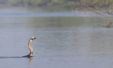 Doğu Darter veya Hint yılan kuşu (Anhinga melanogaster) su gövdesinde balık yakalar.