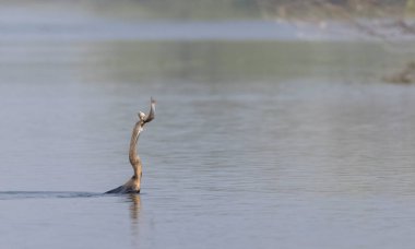 Doğu Darter veya Hint yılan kuşu (Anhinga melanogaster) su gövdesinde balık yakalar.