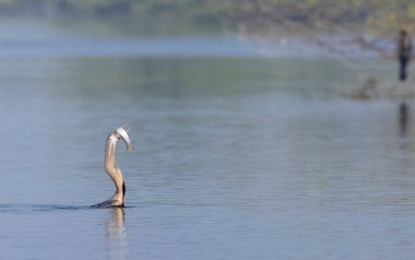 Doğu Darter veya Hint yılan kuşu (Anhinga melanogaster) su gövdesinde balık yakalar.