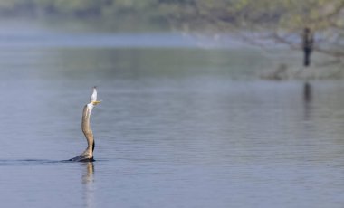 Doğu Darter veya Hint yılan kuşu (Anhinga melanogaster) su gövdesinde balık yakalar.