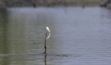 Doğu Darter veya Hint yılan kuşu (Anhinga melanogaster) su gövdesinde balık yakalar.