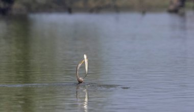 Doğu Darter veya Hint yılan kuşu (Anhinga melanogaster) su gövdesinde balık yakalar.