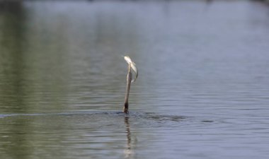 Doğu Darter veya Hint yılan kuşu (Anhinga melanogaster) su gövdesinde balık yakalar.