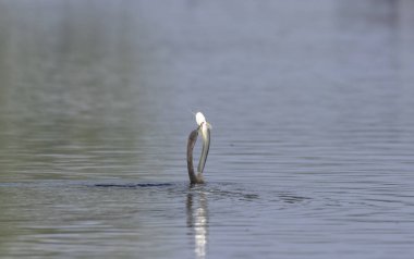 Doğu Darter veya Hint yılan kuşu (Anhinga melanogaster) su gövdesinde balık yakalar.