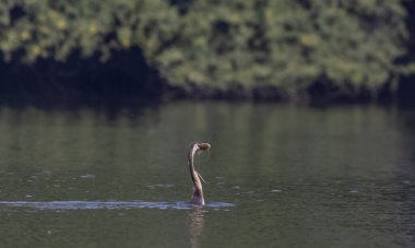 Doğu Darter veya Hint yılan kuşu (Anhinga melanogaster) su gövdesinde balık yakalar.