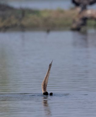 Doğu Darter veya Hint yılan kuşu (Anhinga melanogaster) su gövdesinde balık yakalar.