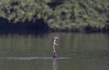 Doğu Darter veya Hint yılan kuşu (Anhinga melanogaster) su gövdesinde balık yakalar.