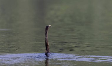 Doğu Darter veya Hint yılan kuşu (Anhinga melanogaster) su gövdesinde balık yakalar.