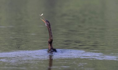 Doğu Darter veya Hint yılan kuşu (Anhinga melanogaster) su gövdesinde balık yakalar.