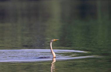 Doğu Darter veya Hint yılan kuşu (Anhinga melanogaster) su gövdesinde balık yakalar.