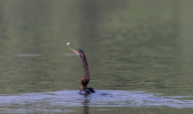 Doğu Darter veya Hint yılan kuşu (Anhinga melanogaster) su gövdesinde balık yakalar.