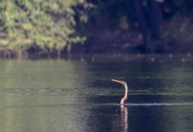 Doğu Darter veya Hint yılan kuşu (Anhinga melanogaster) su gövdesinde balık yakalar.