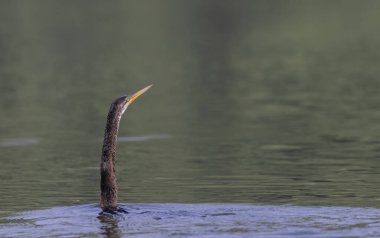 Doğu Darter veya Hint yılan kuşu (Anhinga melanogaster) su gövdesinde balık yakalar.