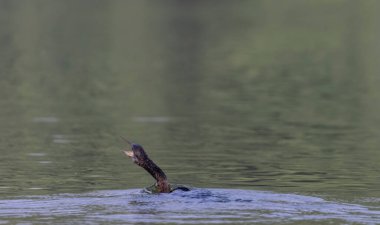 Doğu Darter veya Hint yılan kuşu (Anhinga melanogaster) su gövdesinde balık yakalar.