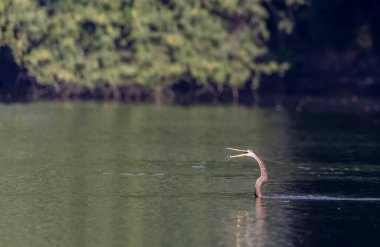 Doğu Darter veya Hint yılan kuşu (Anhinga melanogaster) su gövdesinde balık yakalar.