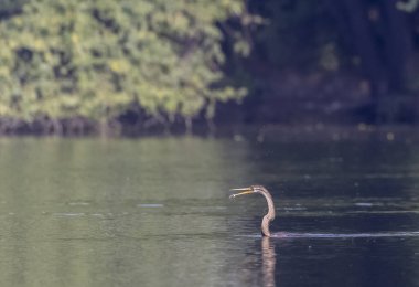 Doğu Darter veya Hint yılan kuşu (Anhinga melanogaster) su gövdesinde balık yakalar.