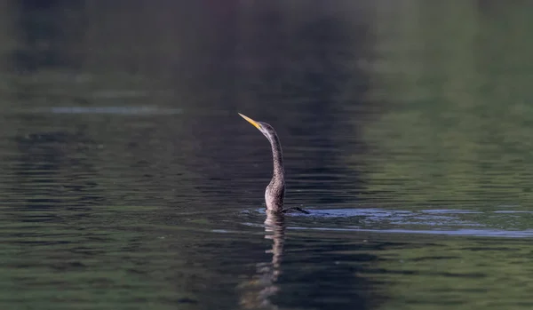 Orientalischer Darter Oder Indischer Schlangenvogel Anhinga Melanogaster Der Fische Gewässer — Stockfoto