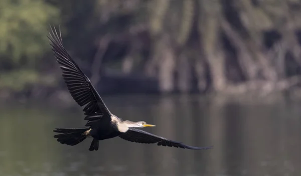 Oriental Darter Indian Snake Bird Anhinga Melanogaster Flight River — Stock Fotó