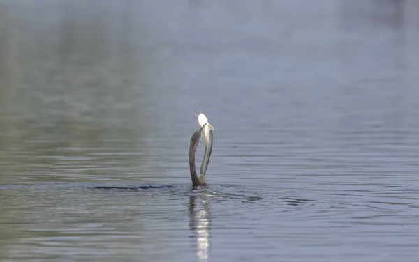 Восточная Тёмная Индийская Змея Anhinga Melanogaster Ловит Рыбу Водоёме — стоковое фото