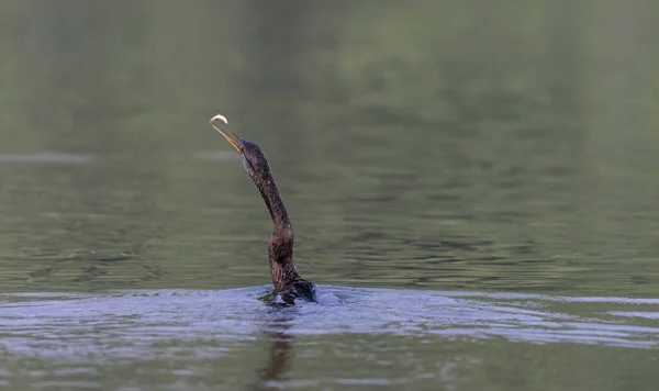 东方猛禽或印度蛇鸟 Anhinga Melanogaster 在水体中捕食鱼类 — 图库照片