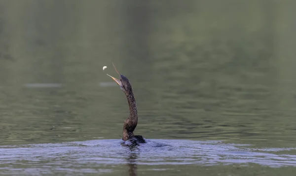 Dard Orient Oiseau Serpent Indien Anhinga Melanogaster Attrapant Des Poissons — Photo