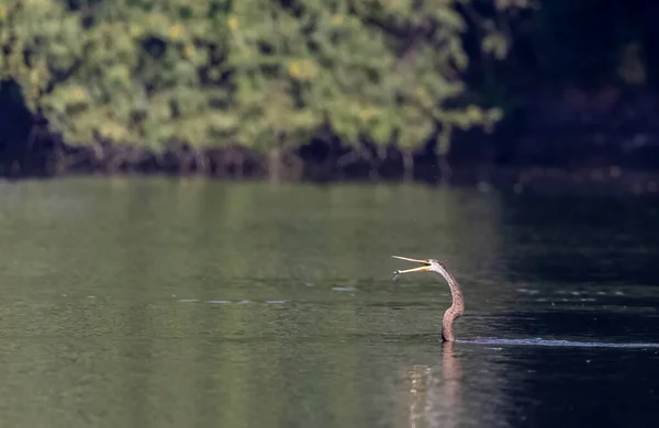 Orientální Šipka Nebo Indický Had Pták Anhinga Melanogaster Lov Ryb — Stock fotografie