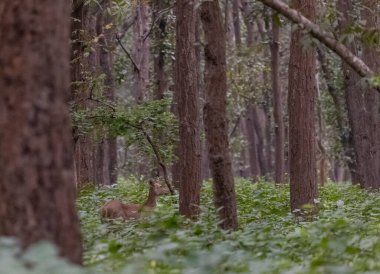 Ormanda genç bir geyiğin güzel bir fotoğrafı.