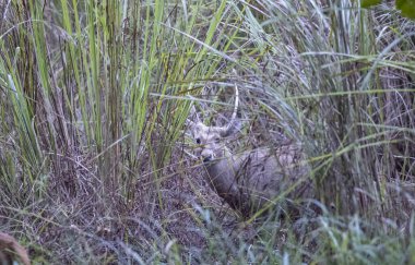 beautiful wild antelope hiding in tall grass in wildlife