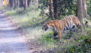 tiger walking near road in the forest