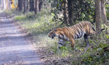 side view of tiger in the forest