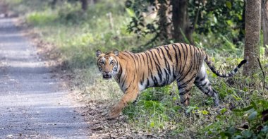 beautiful shot of a tiger in the forest